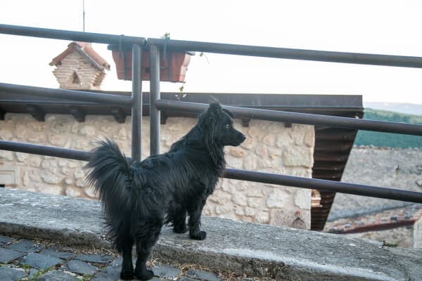 Stray, Abruzzo, Italy