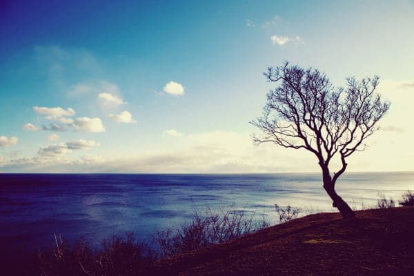 Lone Tree, Toronto