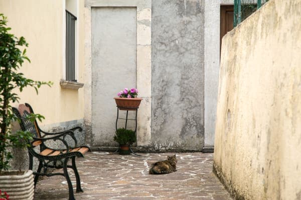 Stray Cat, Abruzzo, Italy