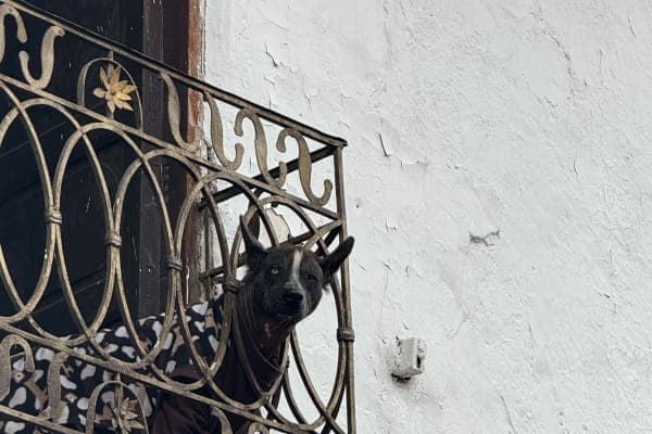 Peruvian Hairless